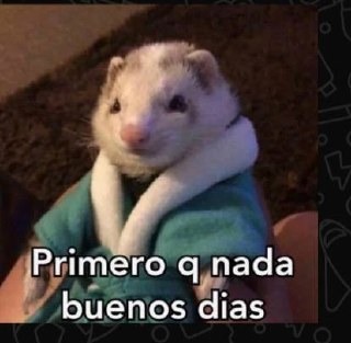 El hurón en albornoz: «Primero q nada buenos días»